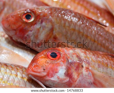 close up photo of a red mullet fish on sale in a market place