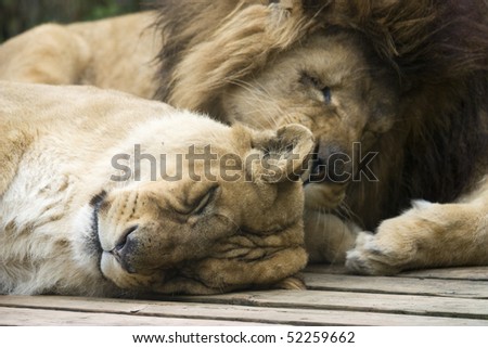Close up photo of a big king lion in the park