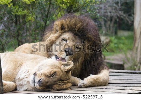 Close up photo of a big king lion in the park