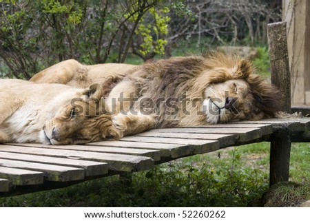 Photo of a great lion resting in the park