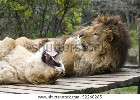 Photo of two great lions resting in the park