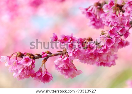 Pink blossoms on pink background
