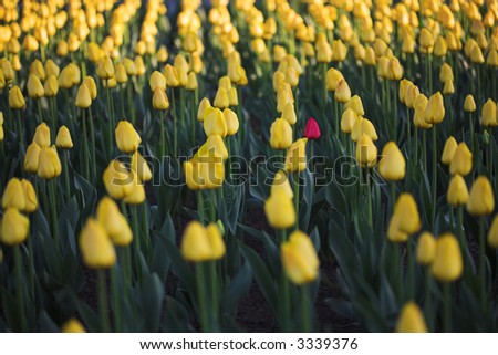 An Red tulip stands out from the crowd in a tulip garden.
