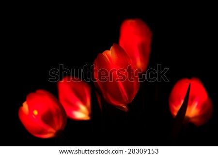 Red glowing flowers on the black background
