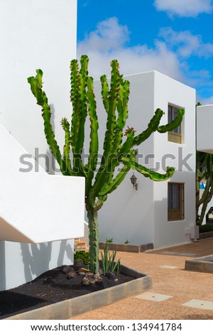 desert plants in a vacation resort in Lanzarote