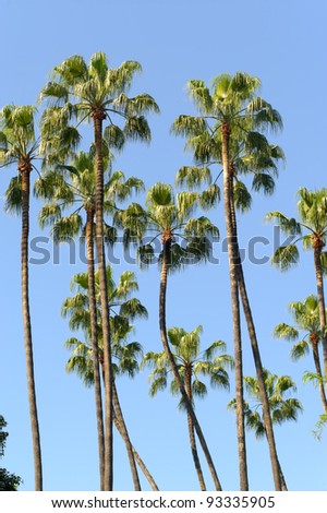 Blue sky palm trees