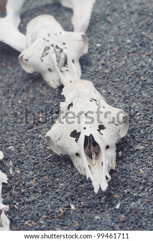 The skull of a predatory animal.