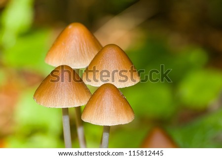Shooting of wood mushrooms close up
