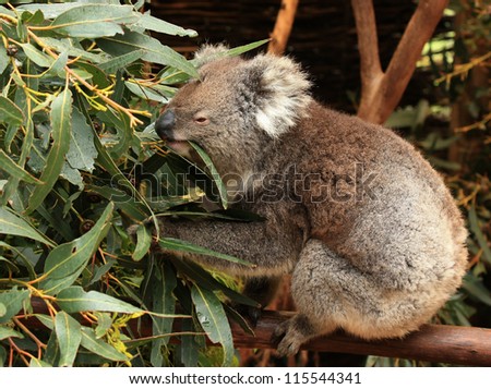 Koala (Phascolarctos cinereus), a native Australian animal, eating eucalyptus leaves.