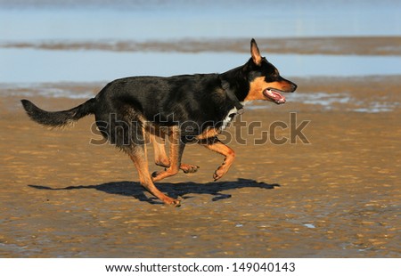 Australian Kelpie dog running on the beach.