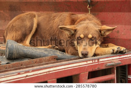 Beautiful Kelpie dog (Australian breed of sheep dog) resting next to a gumboot on the back of a ute.