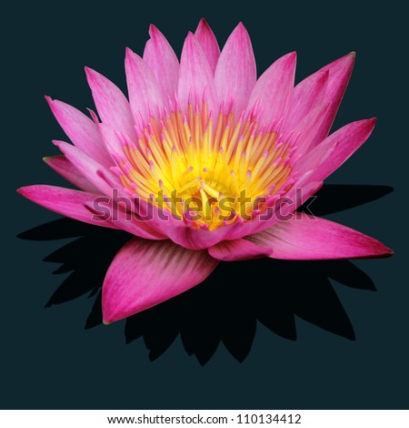 Pink water lily on the dark background, isolated with clipping path included.