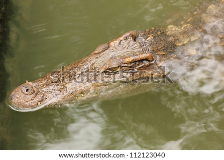 Crocodile in farms, Things to Do in Thailand.