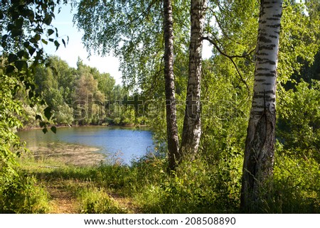 pond in a birch forest in Russia in the summer