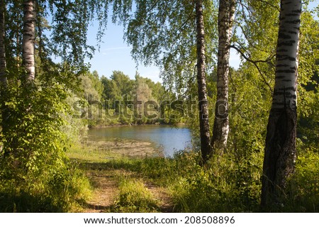 pond in a birch forest in Russia in the summer
