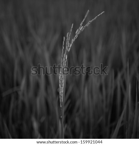 Rice in field with black and white mode.