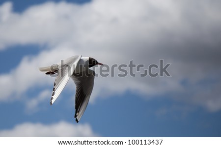 Bird flapping wings in sky
