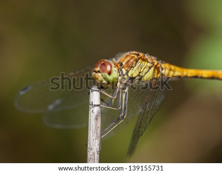 Female Common Darter Dragon fly on twig