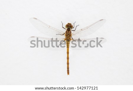 dragon fly with white background