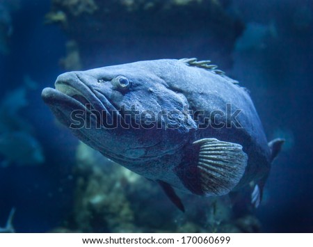 paddle tail fish swimming in the deep