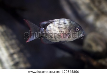 fish swimming in the deep
