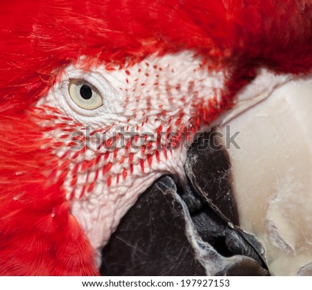 close up head shot of a parrot