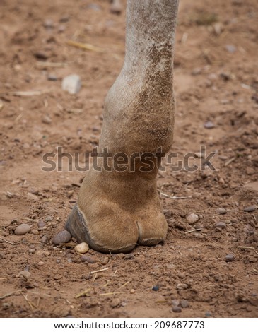 Giraffe leg close up shot