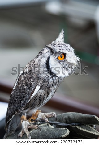 Southern white faced owl perched