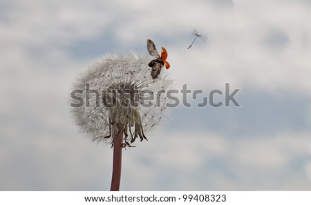 A dandelion with seed flying away followed by a ladybird