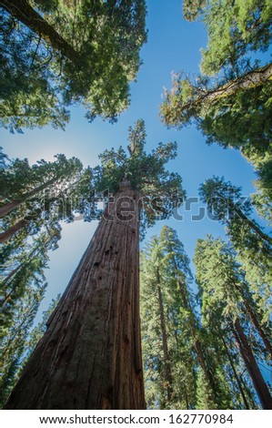 ShutterStock Sequoia national park california look ahead 162770984