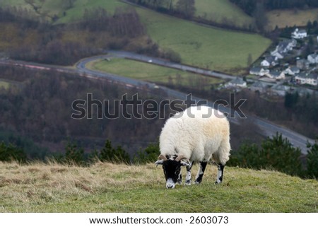 Sheep On Hillside