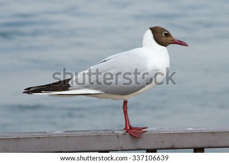 Seagull sitting on the parapet on the embankment of the Angara River