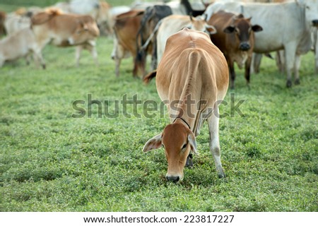 Cow chewing grass and grazing on farmland.