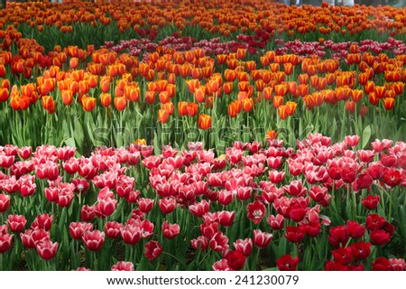 Beautiful group of colorful tulip flowers with water spray.