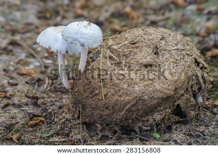 Fungi grow up in the elephant dung close up