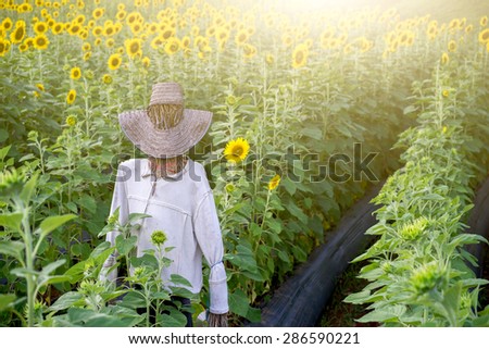 Sunflower field with scarecrow with color flare filtered.