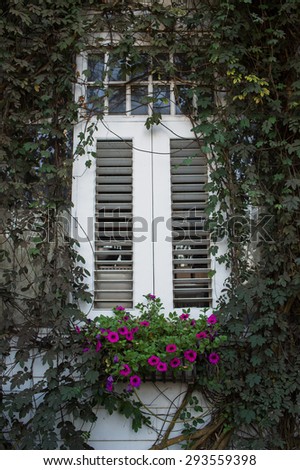 Closed old white window with flower basket and ivy vine climbing keeper.
