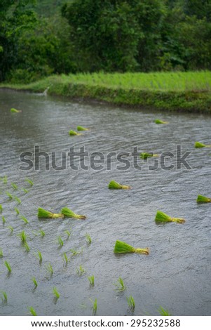 Rice sprouts(seedling) before farming on the water.