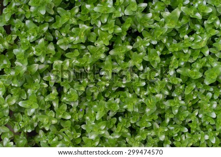 Green tropical small plant texture and background.