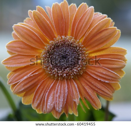 Orange gerbera daisy covered by the first frost of fall.