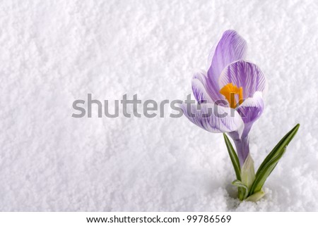 A crocus flower in the snow