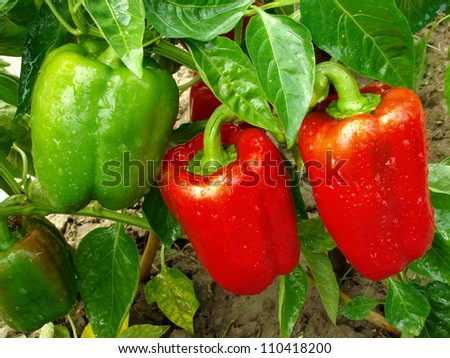 red and green peppers growing in the garden
