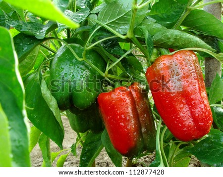 sweet peppers ripening on vegetable bed