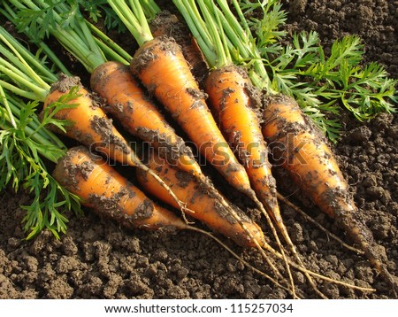 carrot ground