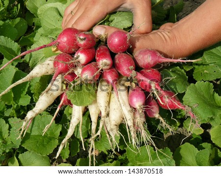 farmer hands with bunch of radishes different varieties