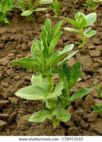 small broad bean plants growing on a bed