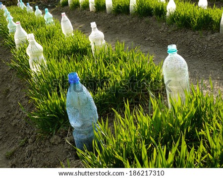 vegetable beds with plastic bottles as small hothouses among growing wheat as green manure
