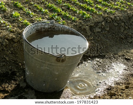 bucket full of water near vegetable bed
