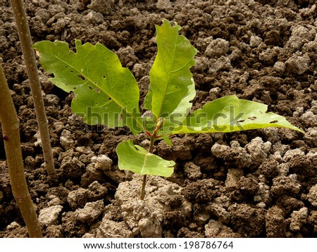 red oak tree sapling five-six weeks from germination, the leaves of seedling have the other color and shape than the ones of mature tree, also partially damaged by hail