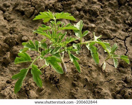 tomato seedlings growing on a vegetable bed